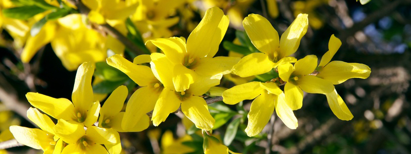 Nove fiori gialli